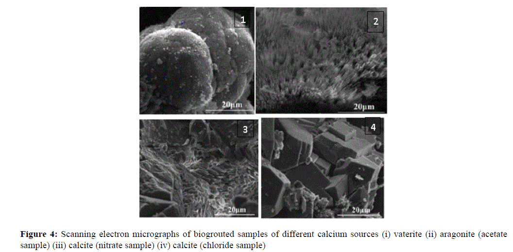 annals-biological-research-micrographs-biogrouted