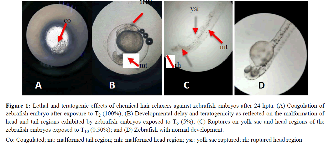 annals-biological-research-zebrafish-embryos