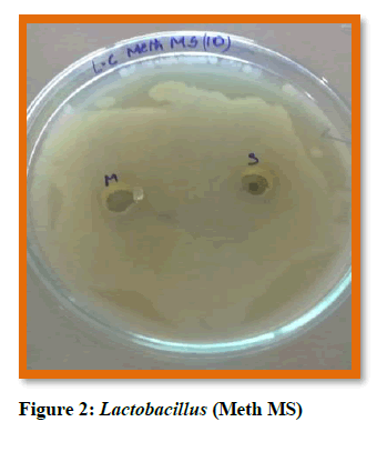 natural-product-plant-resources-Lactobacillus-Meth