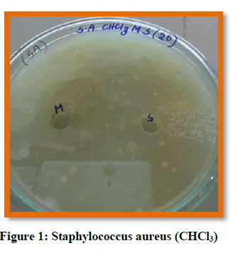 natural-product-plant-resources-Staphylococcus-aureus